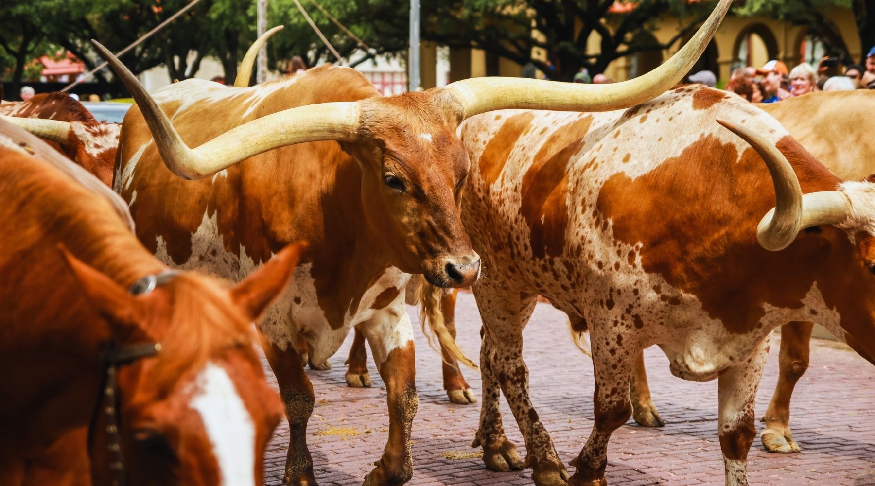 Cowboys leading longhorn cattle during the Western Heritage Cattle Drive in San Antonio